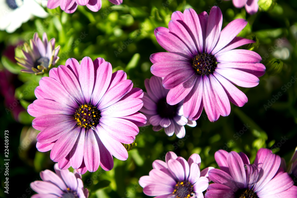 Fototapeta premium Purple daisies in the garden