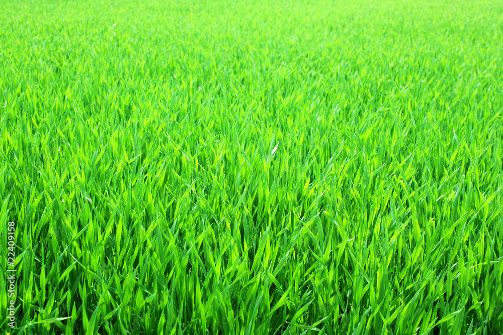 young corn young corn