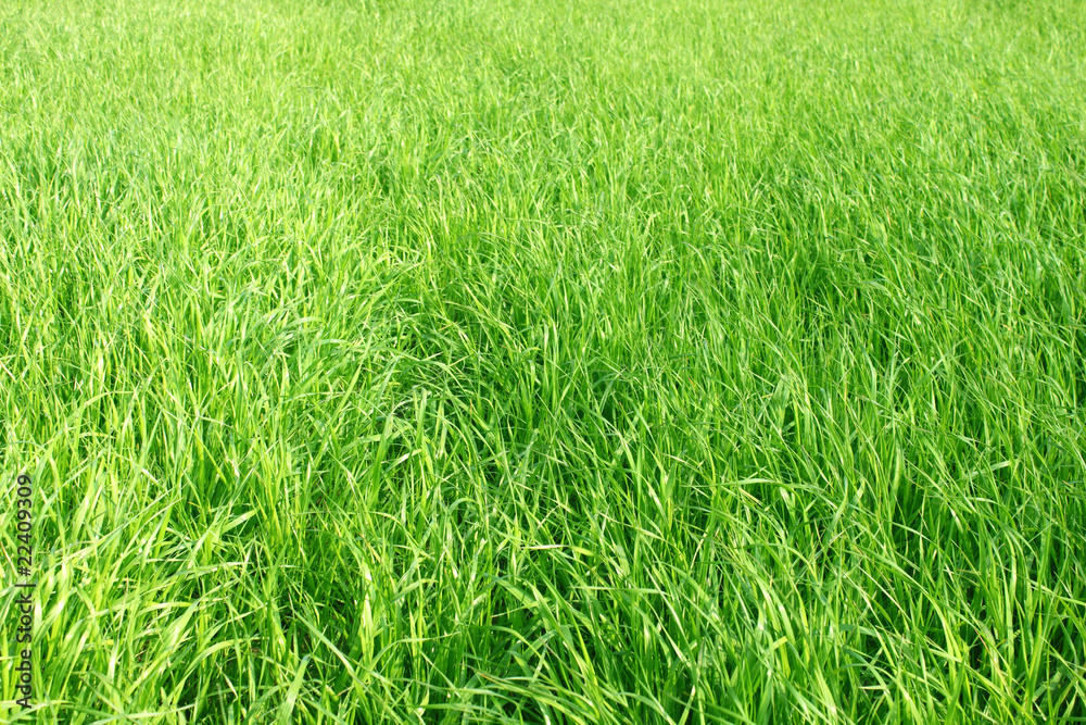 green gras green gras