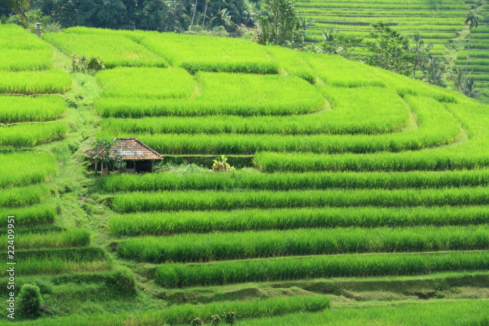 Rice Fieald at Bali Indonesia