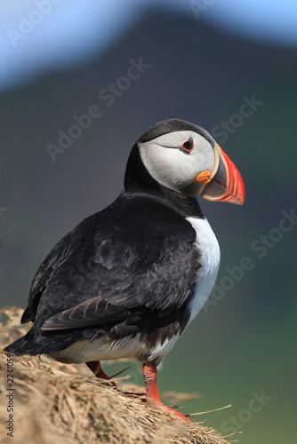 Atlantic Puffin in Iceland