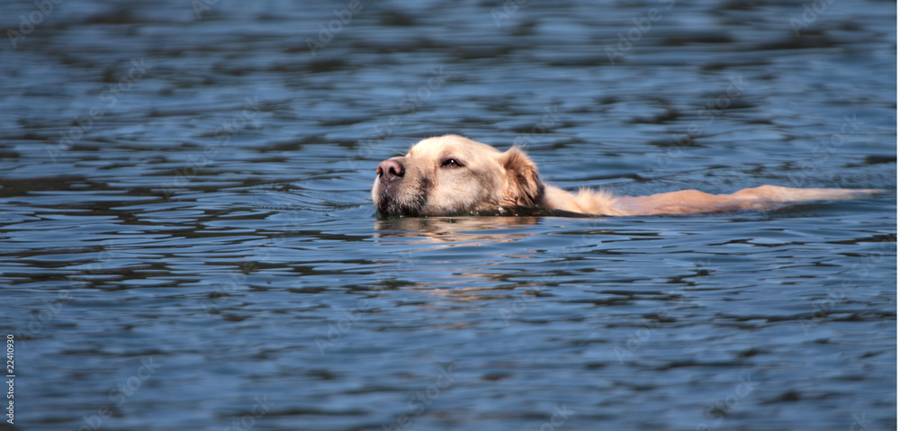 Swimming Golden Retriever Mixed Breed Dog