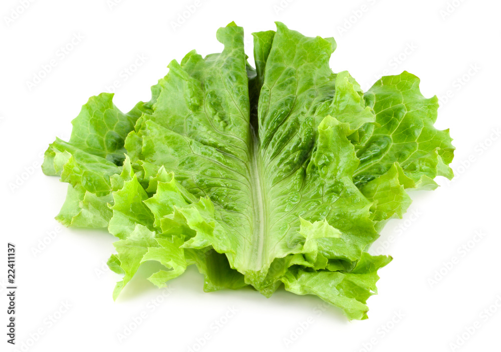 Fresh lettuce Fresh lettuce