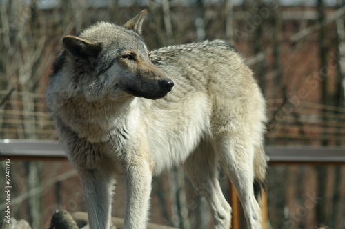 One gray wolf standing and looking back photo