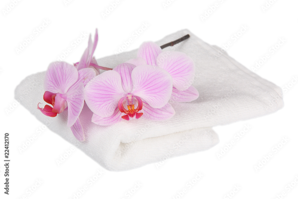 Pink stripy phalaenopsis orchid with a white towel Pink stripy phalaenopsis orchid with a white towel