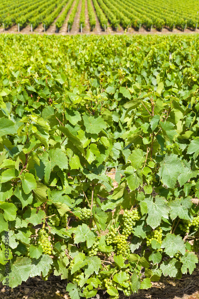 Big vineyard in a sunny summer day Big vineyard in a sunny summer day