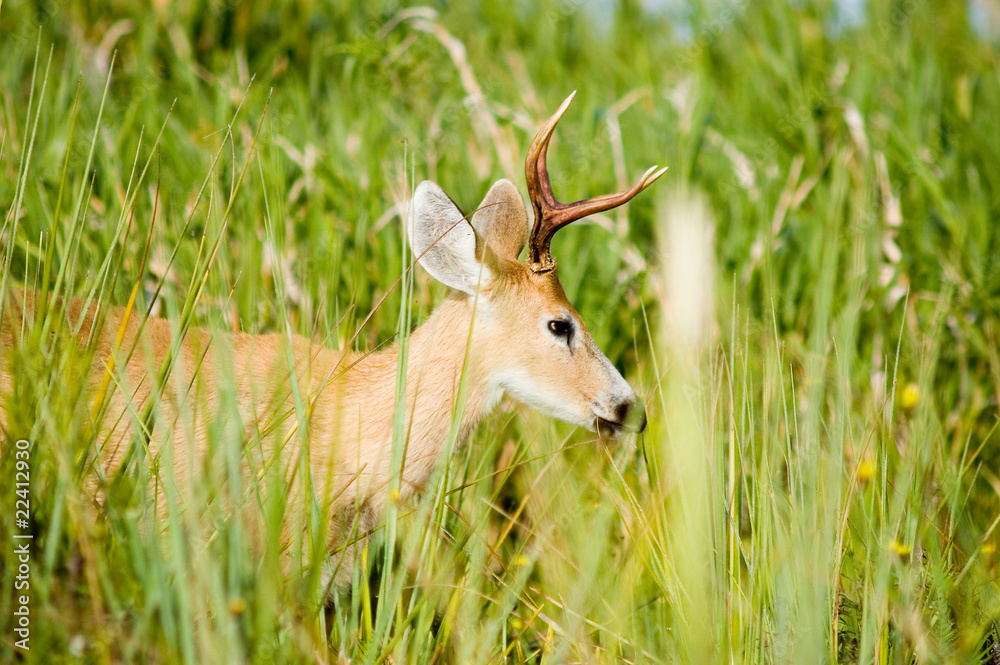 Marsh deer, Ibera, Argentina. Marsh deer, Ibera, Argentina.