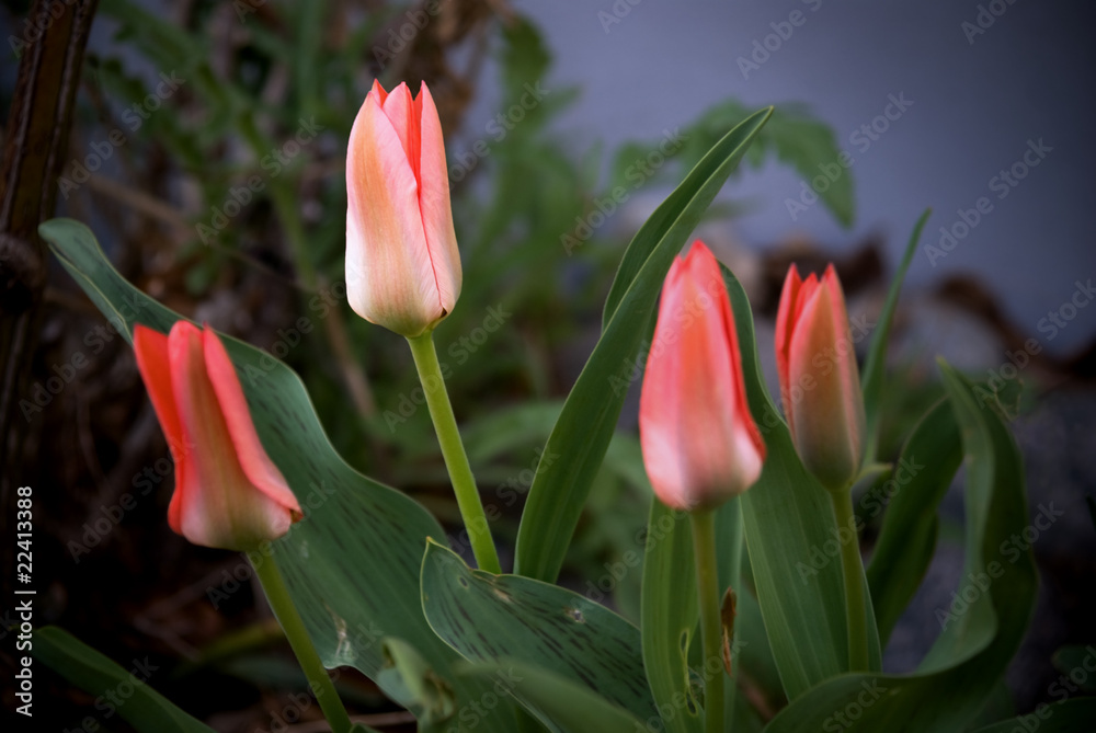 Naklejka premium Four red tulips