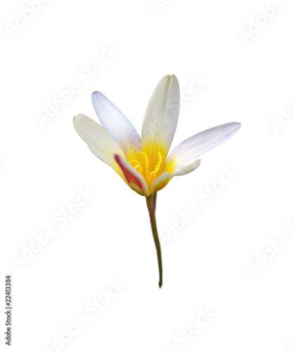 Isolated white and yellow trout lily