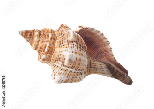 Spiral Sea Shell Isolated