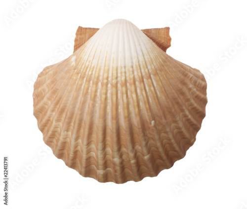 Tan Radial Sea Shell