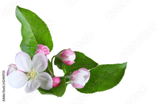 Apple Blossom photo