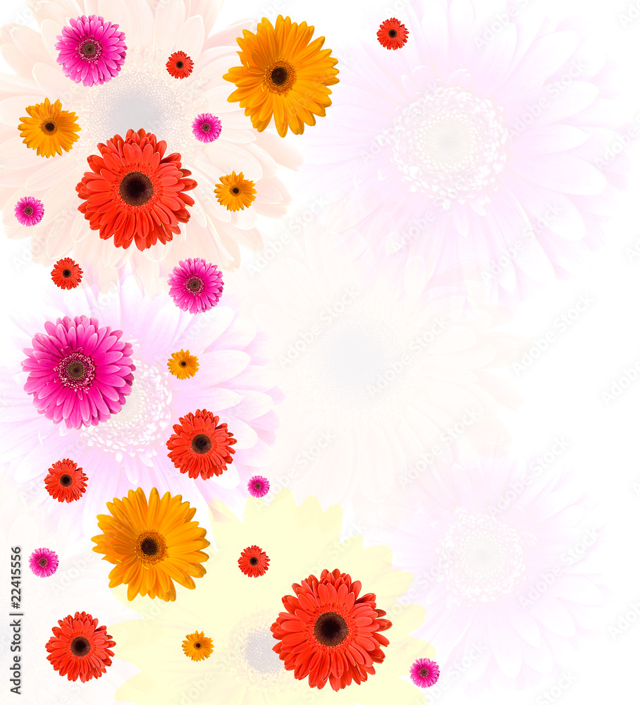 many gerberas and blank place for text many gerberas and blank place for text