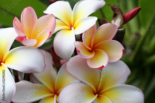 Billede på lærred bouquet de fleurs rosacées de frangipanier