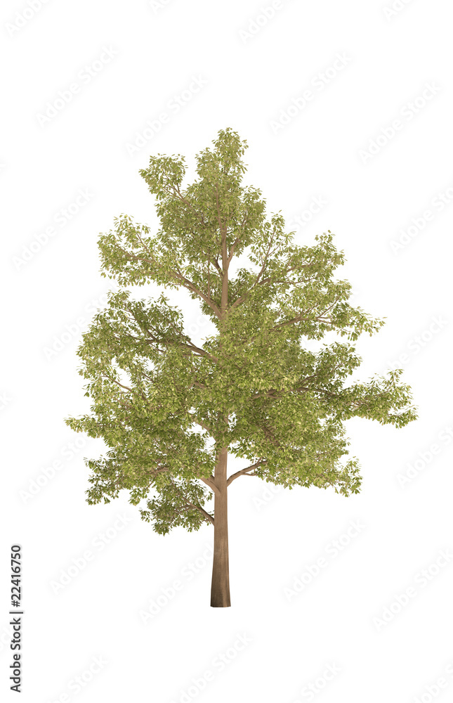 Obraz premium tree oak cg