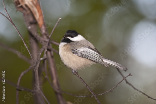 Black-capped chickadee (poecile atricapillus)