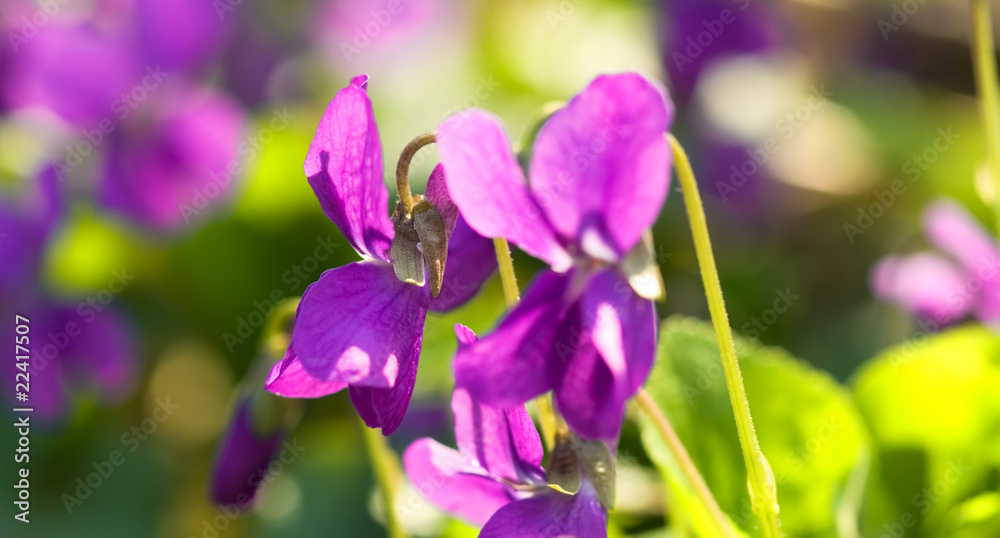 spring flower