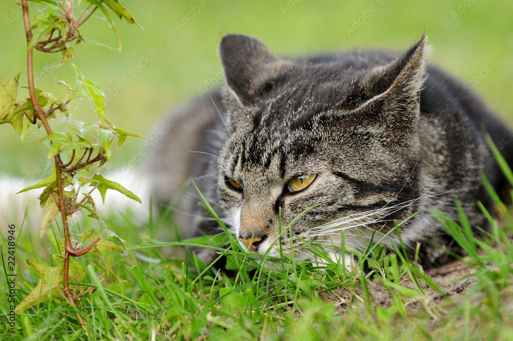 Liegende Katze Liegende Katze