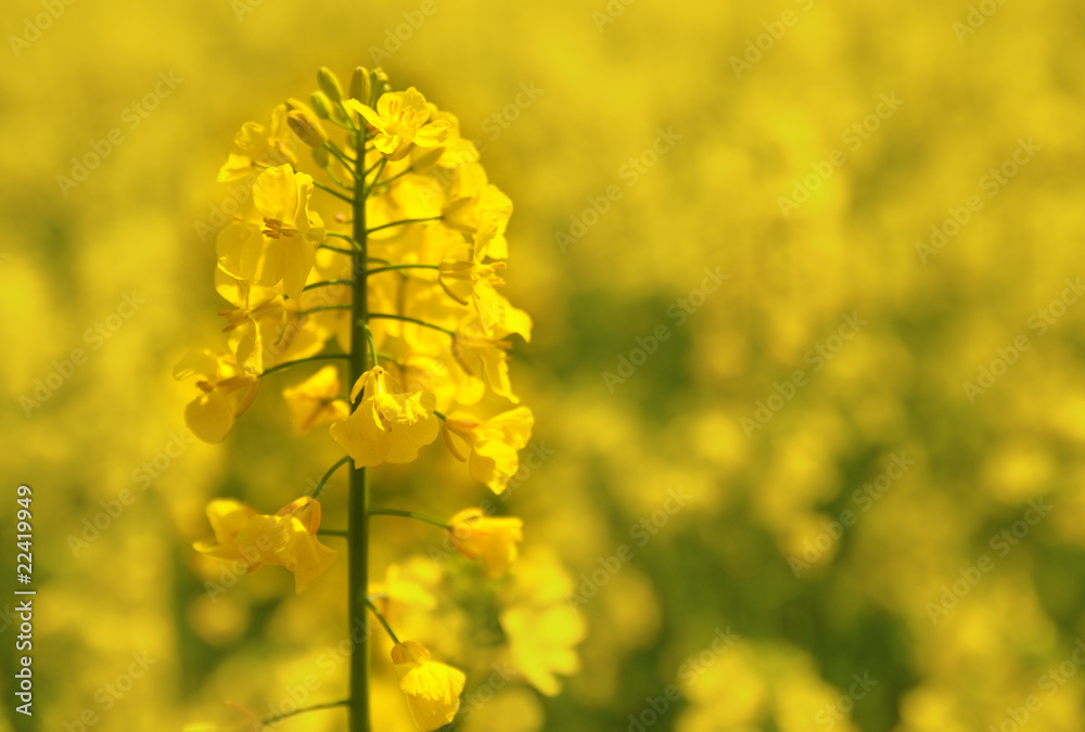Obraz premium Canola Flower
