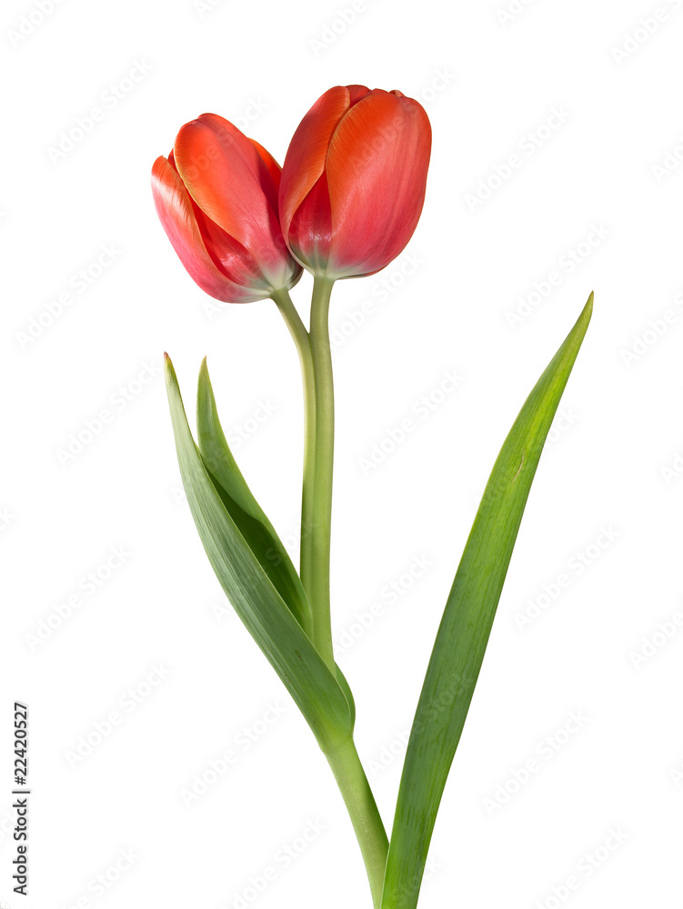 Fototapeta premium Tulpe