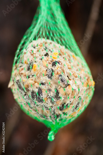 Meisenknödel, bird fat ball photo