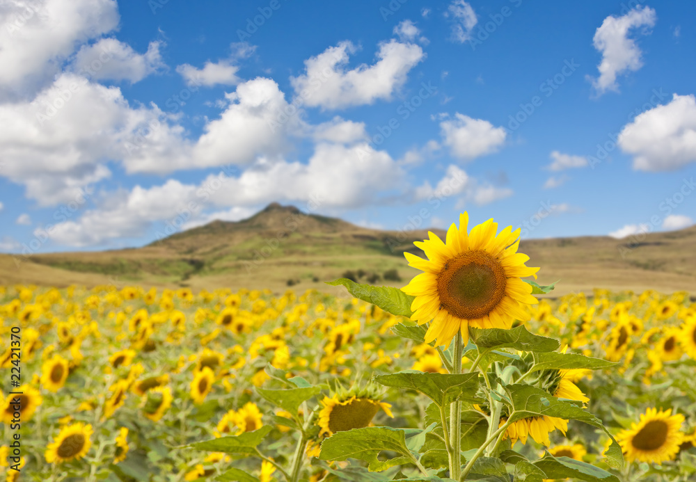 Fototapeta premium Sunflower landscape