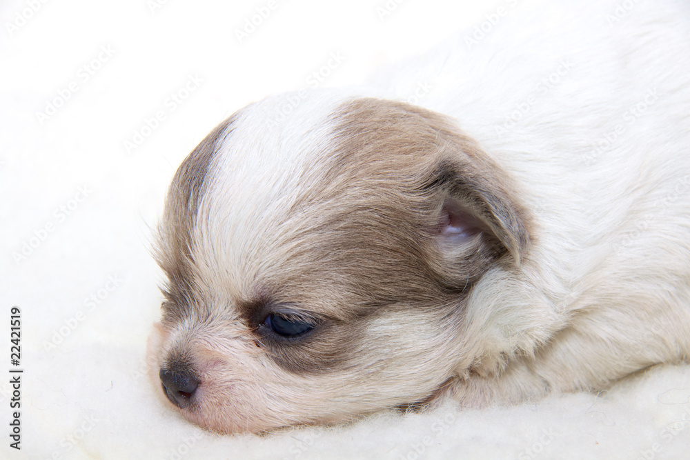 Chihuahua puppy Chihuahua puppy