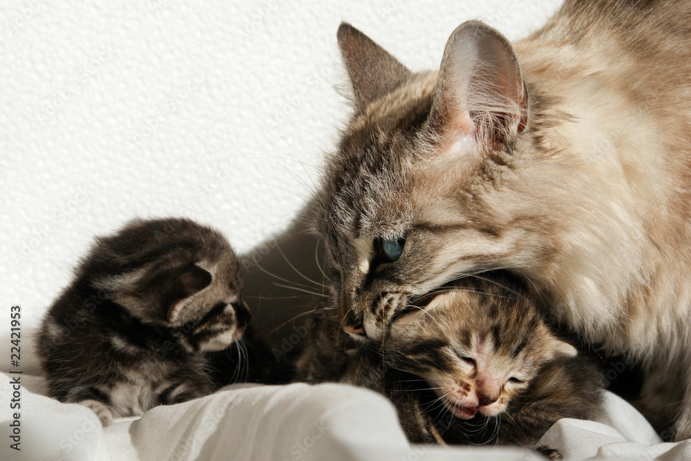 Cat and her kitten