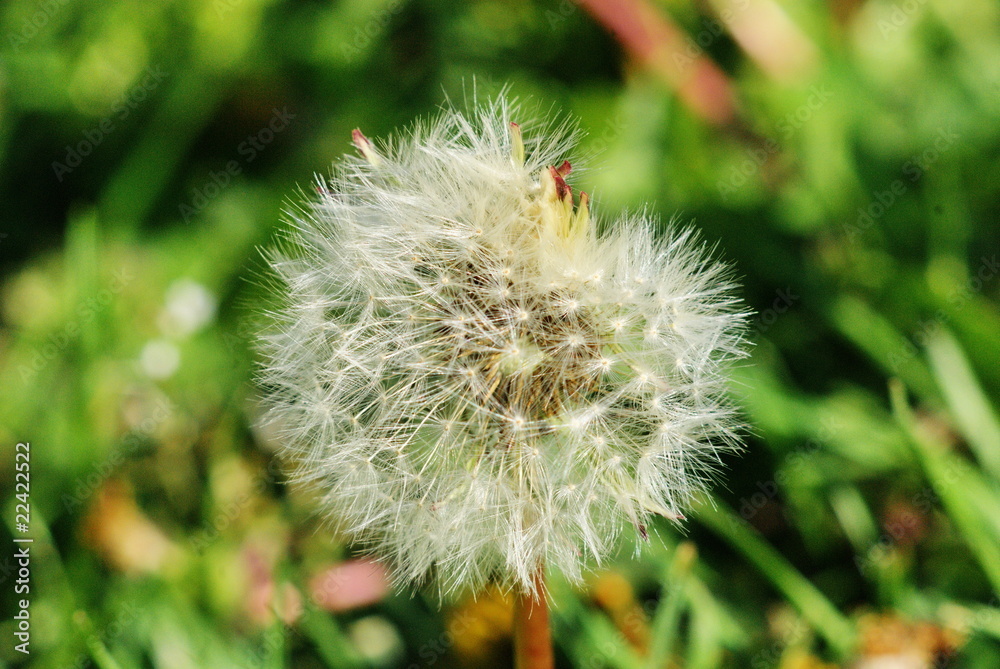 fiore di campo fiore di campo