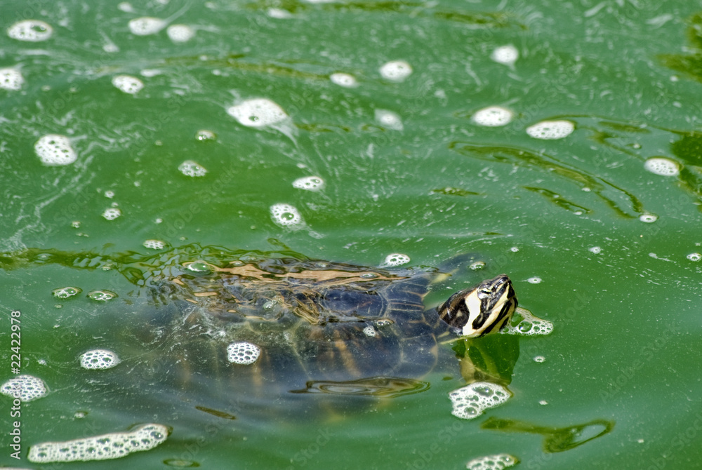 Red necked Slider Turtle Swimming Red necked Slider Turtle Swimming