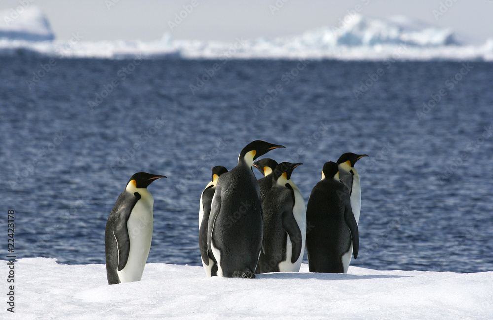 Obraz premium Emperor penguins (Aptenodytes forsteri)