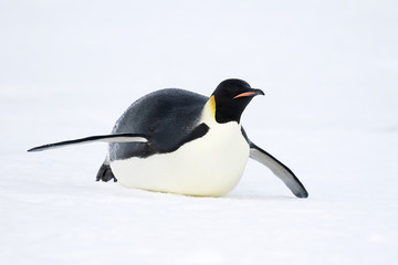 Fotobehang Zuidpoolgebied Keizerpinguïn in Antarctisch landschap  © Gentoo Multimedia