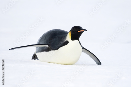 Emperor penguin  Aptenodytes forsteri 
