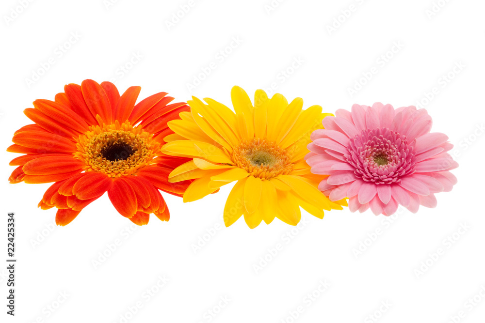 Gerbera