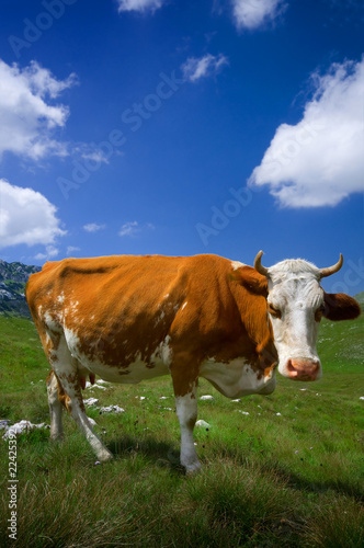 Cow resting on green grass