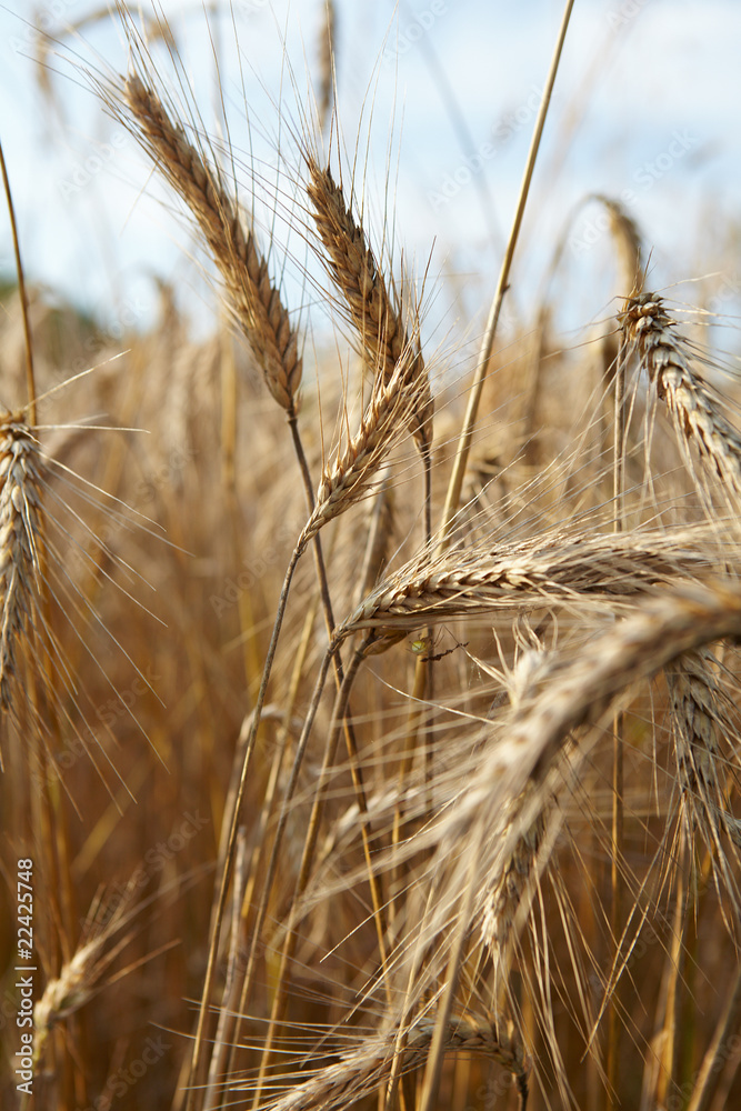 Fototapeta premium Wheat closeup
