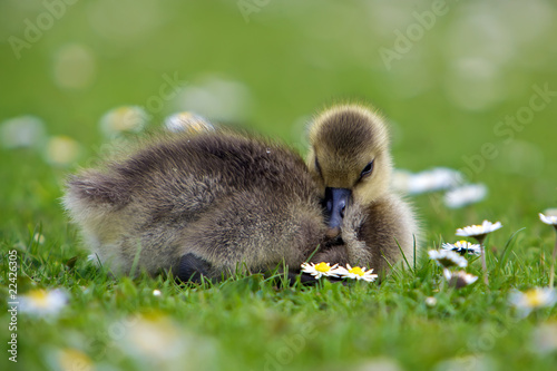 sleepy goose chick © Dave Massey