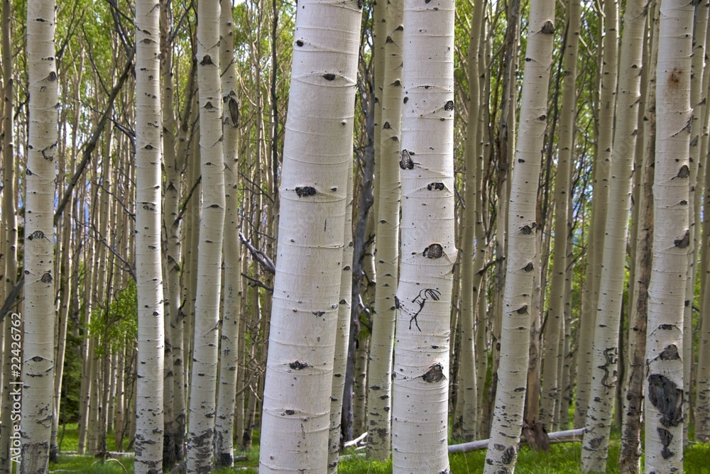 Birch tree barks with kokopelli, Byway 12, nr Capitol Reef NP Birch tree barks with kokopelli, Byway 12, nr Capitol Reef NP