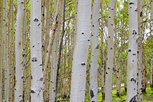 Birch tree barks  Dixie Nat Forest  Scenic Byway 12  Utah