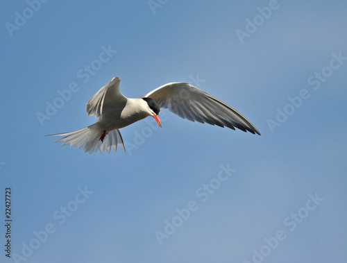 common tern (Sterna hirundo)