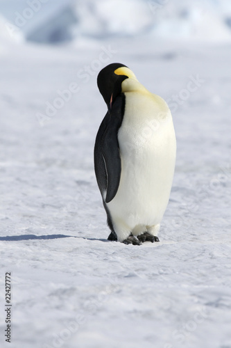 Emperor penguin  Aptenodytes forsteri 