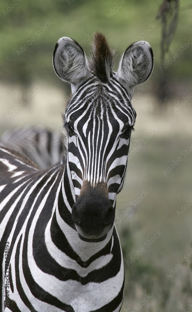 Naklejka premium Burchell's zebra (Equus burchelli)