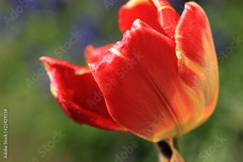 Tulpe