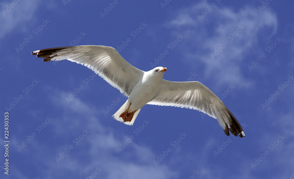 Fototapeta premium bird fly on blue sky.