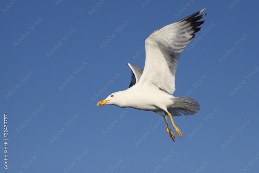 seagull seagull