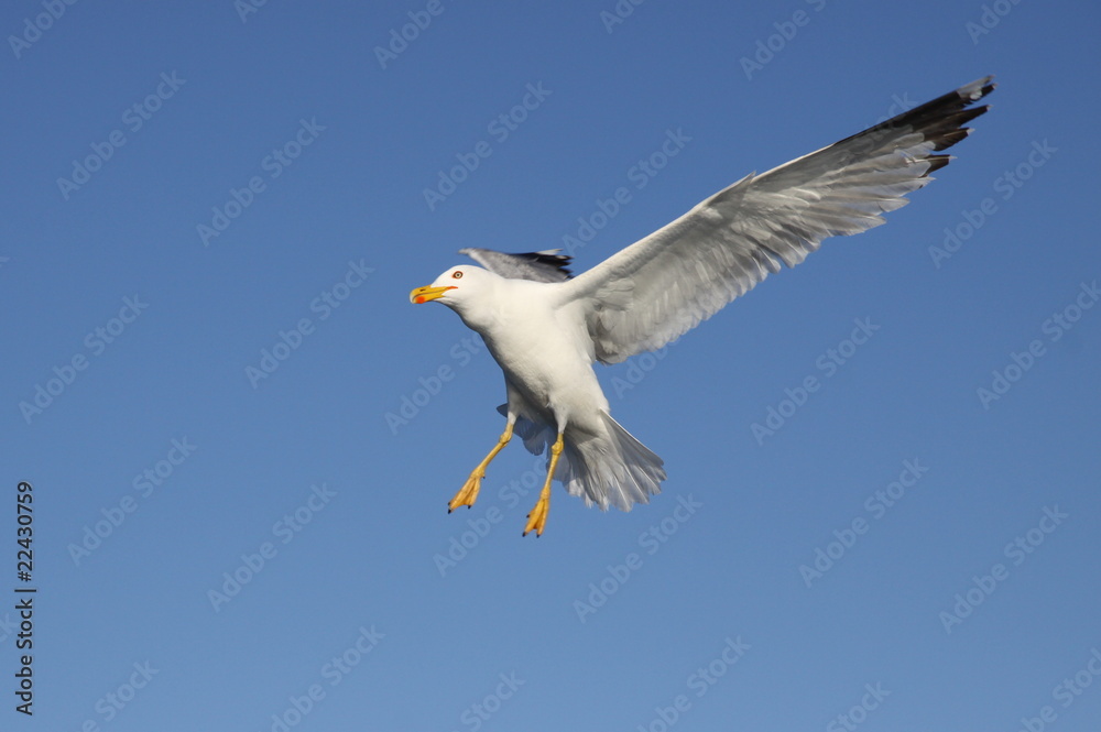 Obraz premium seagull
