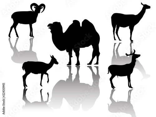 Kleine Gruppe Wildtiere mit Spiegelungen