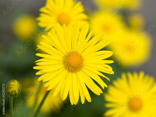 Summer yellow flowers Doronicum  macro