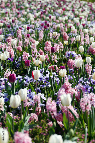 Fototapeta Naklejka Na Ścianę i Meble -  Frühling