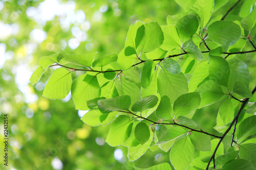 Fresh leaves in spring